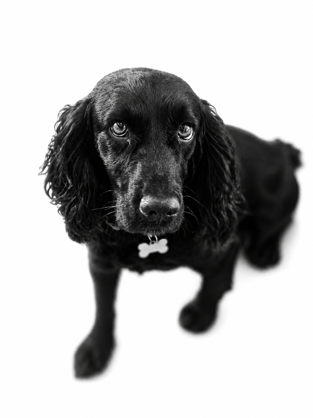 Bella
